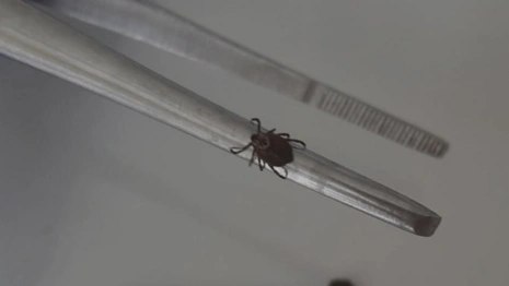 С жителей Владимирской области сняли 13 зараженных вирусами клещей