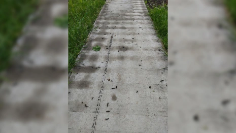 Во Владимирской области произошло нашествие гусениц шелкопряда