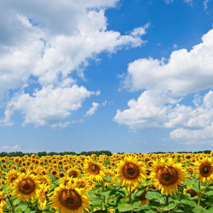 Прогноз погоды во Владимире и области на 31 августа 2025 года