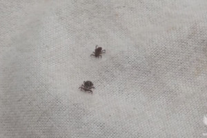 С начала 2025 года во Владимирской области обнаружили 5 клещей