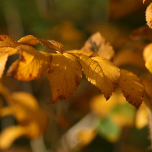 Во Владимирскую область придет теплая золотая осень
