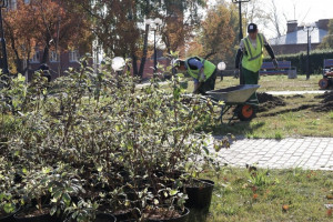 Молодежный сквер во Владимире засадят кленами и сиренью
