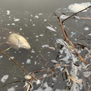 Владимирцы пожаловались на пластиковые отходы и мертвую рыбу в Клязьме