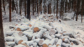 В Кольчугино «черного лесоруба» оштрафовали на 1 млн рублей