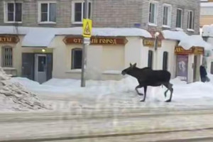 На улицах Коврова заметили живого лося