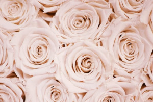 Пьяный житель Владимира украл 275 роз и дарил их незнакомкам 