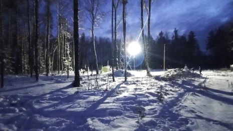 В Судогодском районе сухое дерево рухнуло на человека из-за ветра