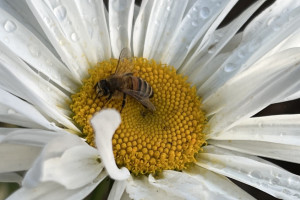Прогноз погоды во Владимире и области на 20 мая