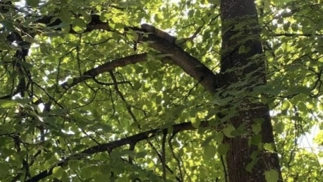 В Коврове спасатели достали просидевшую два дня на дереве кошку