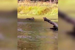 Во Владимирской области сняли на видео переплывающего реку волка