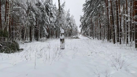 «Фрэнсис» оставил без света 32 населенных пункта Владимирской области