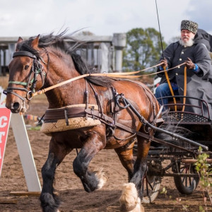Во Владимирской области пройдет фестиваль русских троек