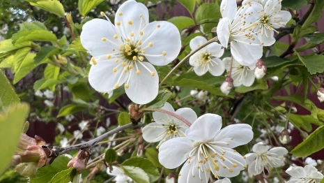 День Пахома Теплого: что можно и чего нельзя делать 28 мая