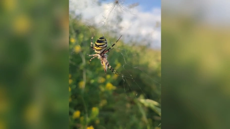 Появилось фото ядовитых пауков-ос во Владимирской области