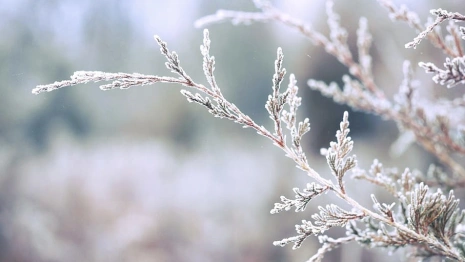 Прогноз погоды во Владимирской области на 15 декабря