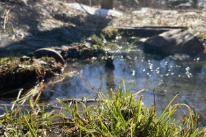На Соловьином пруду во Владимире нашли очаг азиатской чумы птиц