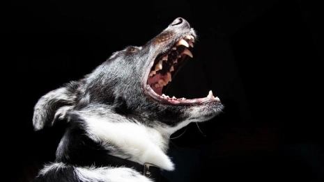 Во Владимире карантин по бешенству в Оргтруде объявили до 23 июня