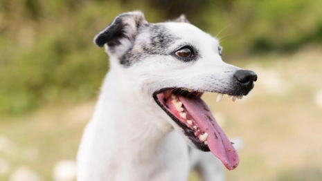 В Собинском районе отменили карантин по бешенству животных