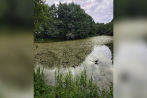 Во Владимире отказались расчищать Добросельский пруд