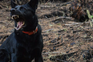 В деревне под Собинкой отменили карантин по бешенству животных