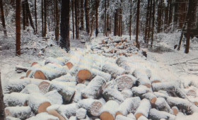 В Кольчугино «черного лесоруба» оштрафовали на 1 млн рублей
