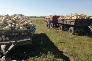 В Вязниковском районе собрали 1 800 тонн кабачков