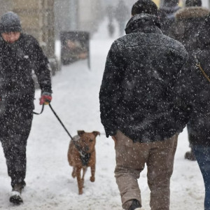 Во Владимирской области владельцам животных пригрозили штрафами до 3 тысяч рублей