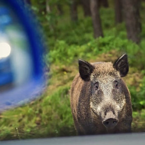 Во Владимирской области иномарка сбила кабана и улетела в кювет