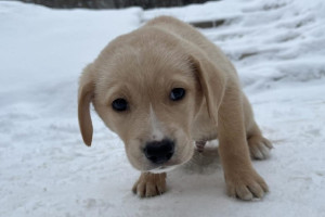 Во Владимире к детскому дому подкинули щенка