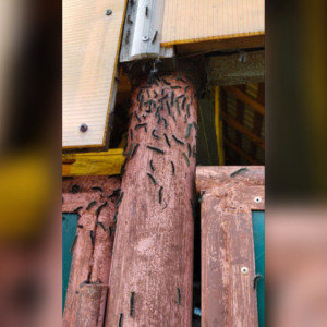 Гусеницы шелкопряда захватили еще один район Владимирской области