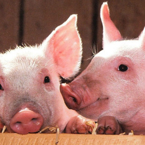 В соседнем с Владимирской областью регионе выявили первый случай африканской чумы свиней