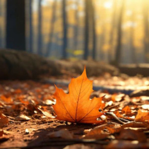 Прогноз погоды во Владимирской области на 13 сентября