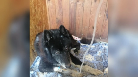 Умер спасенный владимирскими волонтерами гниющий заживо пес