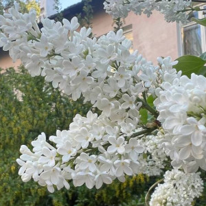 Прогноз погоды во Владимире и области на 13 июня