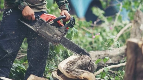 Во Владимирской области с «черного лесоруба» взыскали 700 тыс. рублей