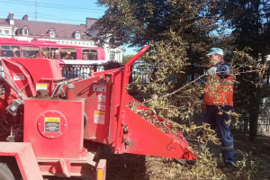 В центре Владимира вырубили пораженные ясеневой златкой деревья