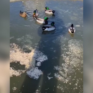 Жительница Коврова колотила лед на Кукушкином пруду ради спасения уток