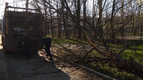 Шквалистый ветер продолжил валить деревья во Владимире