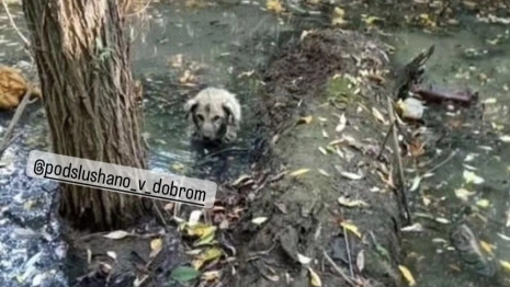 Жители Владимира спасли тонущего пса с пулевым ранением