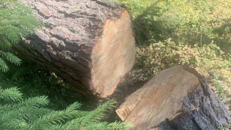 В лесах Петушинского района незаконно вырубили деревья