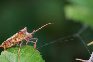 Во Владимирской области с начала марта поймали 31 клеща