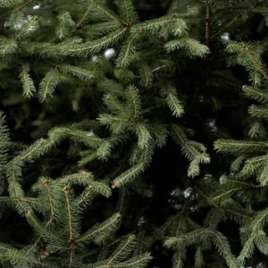 Владимирцам напомнили о штрафах за вырубку елок в преддверии новогодних праздников