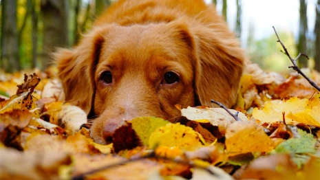 Во Владимире закроют приют для бездомных животных после жалоб жительницы
