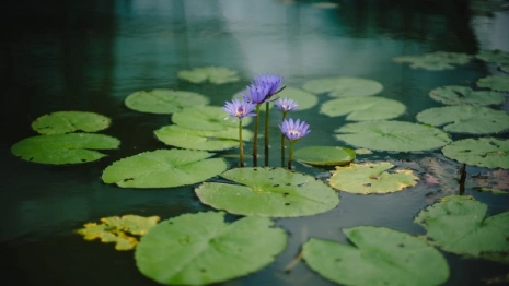 Во Владимире при благоустройстве ДТЮ решили засыпать нижний пруд