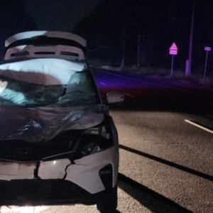 Во Владимирской области сбили 4 лосей подряд