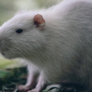 Добросельский пруд во Владимире закроют для посещения 20 августа