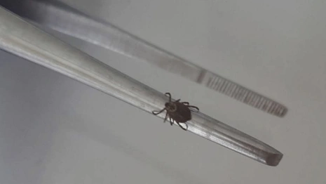 Клещи укусили 28 взрослых и 21 ребенка во Владимирской области за неделю