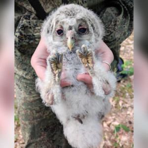 В Вязниковском районе окольцевали совенка редкого вида