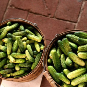 Владимирцам напомнили программу юбилейного Дня Огурца в Суздале