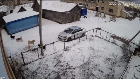 Жители Карабаново испугались агрессивных бездомных собак